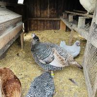 Rushall Farm 2023