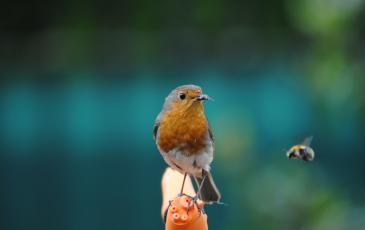 allotment news