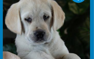 Hattie the guide dog